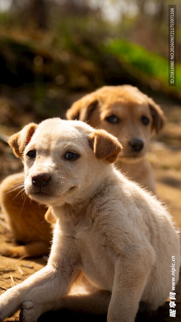 可爱幼犬依偎在一起