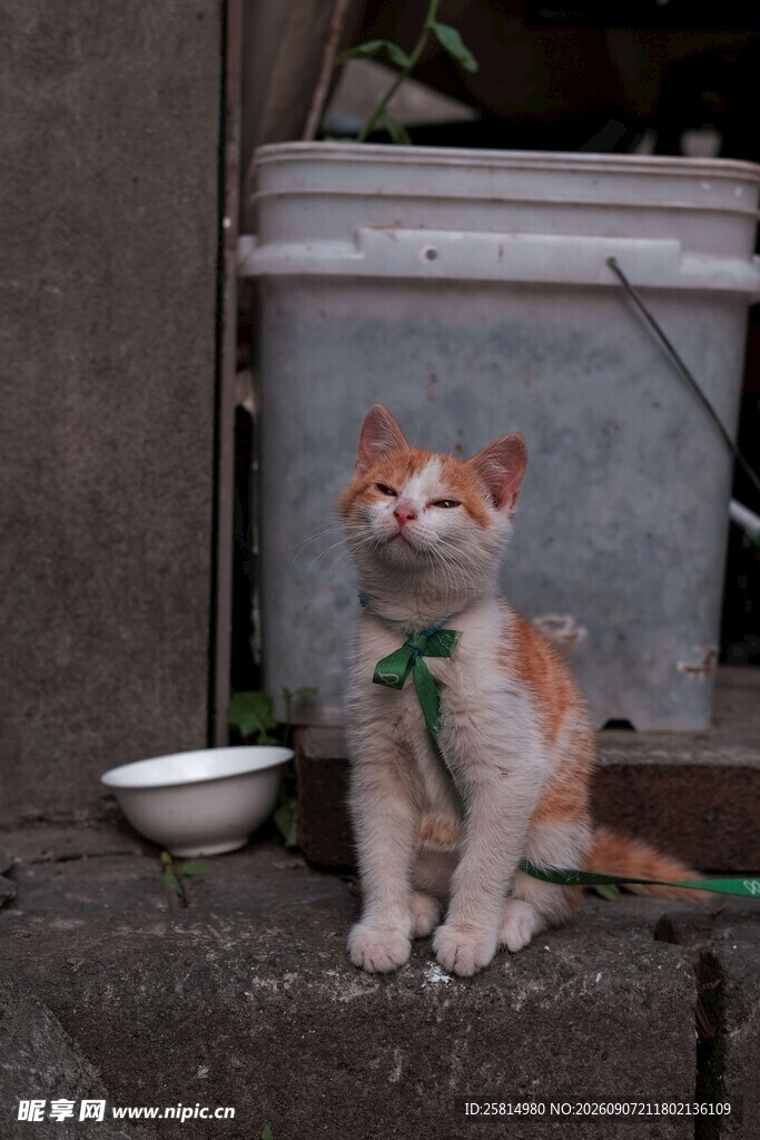 门口系绿巾的可爱猫咪