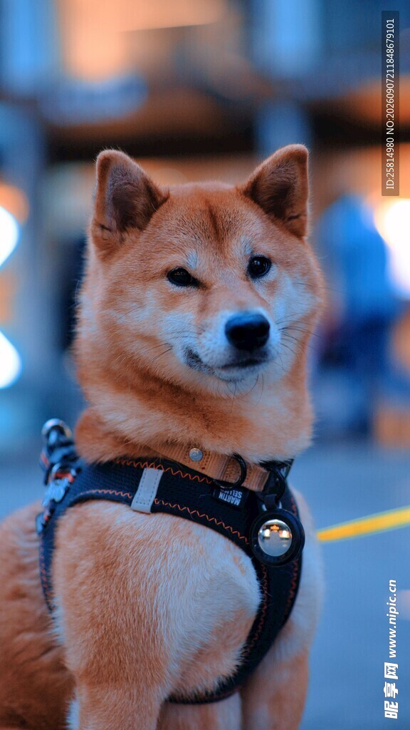 可爱柴犬佩戴帅气背带
