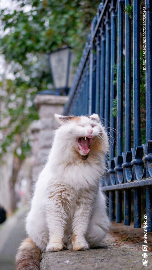 张嘴的长毛猫坐于路边