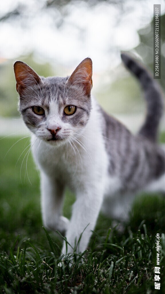 草地上行走的可爱猫咪