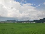 广袤绿野 蓝天白云相伴
