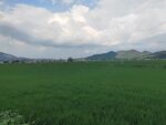 广袤绿野与远处山峦