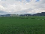 广袤绿野与远山的美丽景致