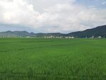 广袤绿野间的田园风光