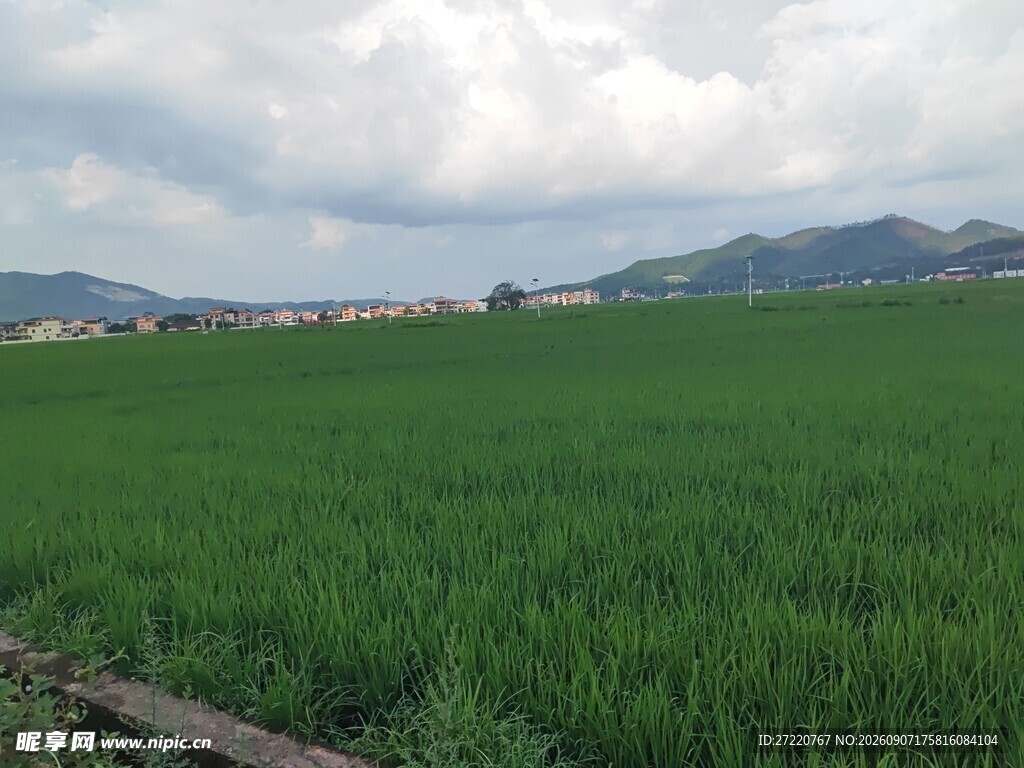 绿色稻田风光