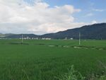 广袤绿野间的田园风光
