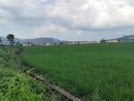 广袤绿野稻田风光