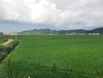 广袤绿野间的田园风光