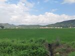 田园绿野风光