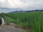 田园水渠边的葱郁稻田