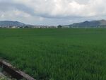 绿色稻田与远处山峦风景
