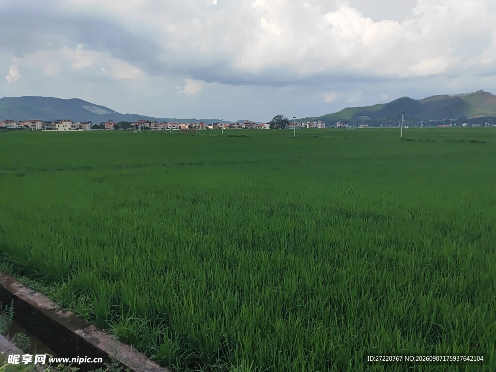 绿色稻田与远处山峦风景