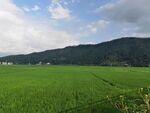 翠绿田野与远山美景
