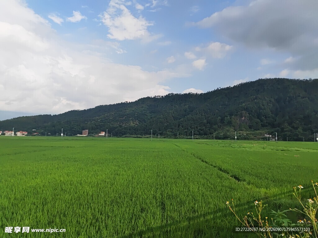 翠绿田野与远山美景