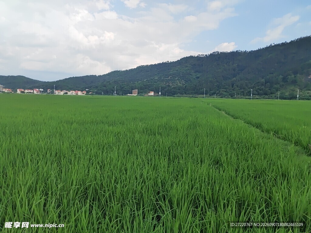 翠绿稻田与远山美景