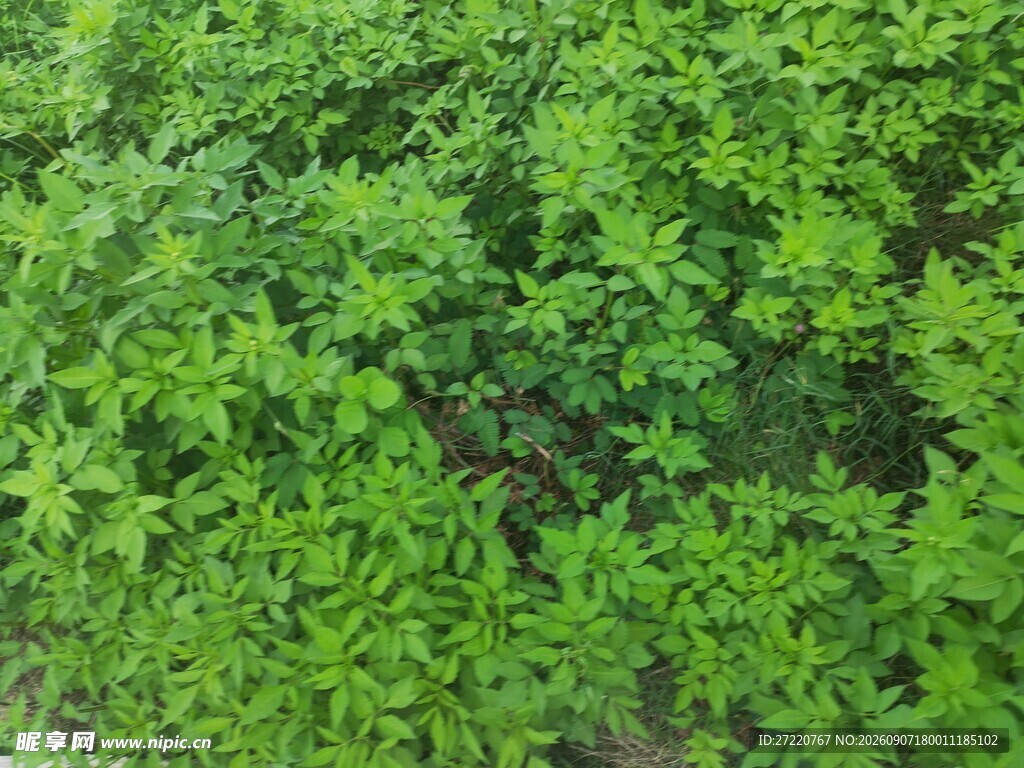 翠绿繁茂的植物景观