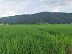 广袤绿野间的田园风光