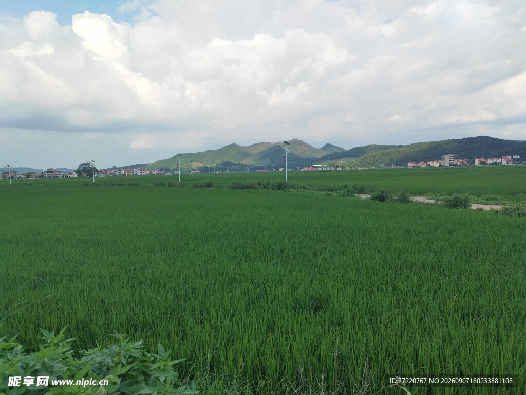 广袤绿野中的田园风光