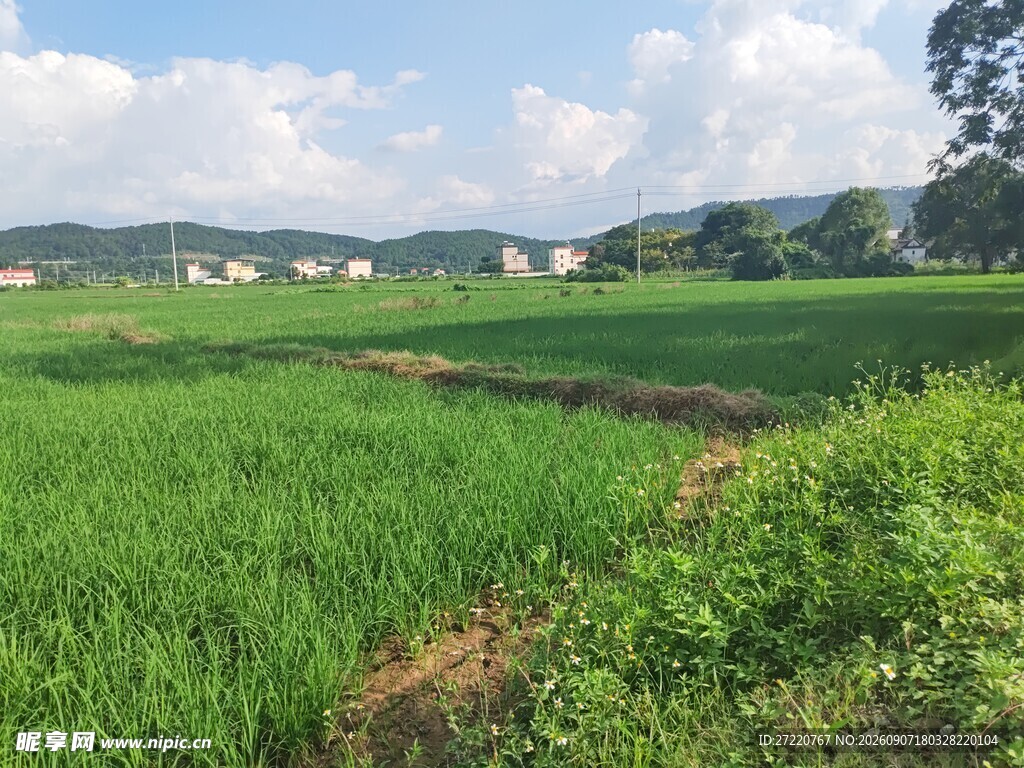 乡村绿野风光