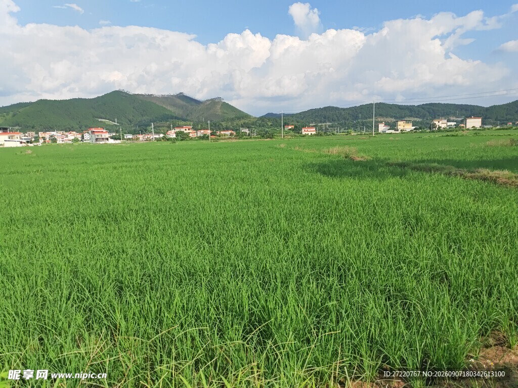 绿色田野风光