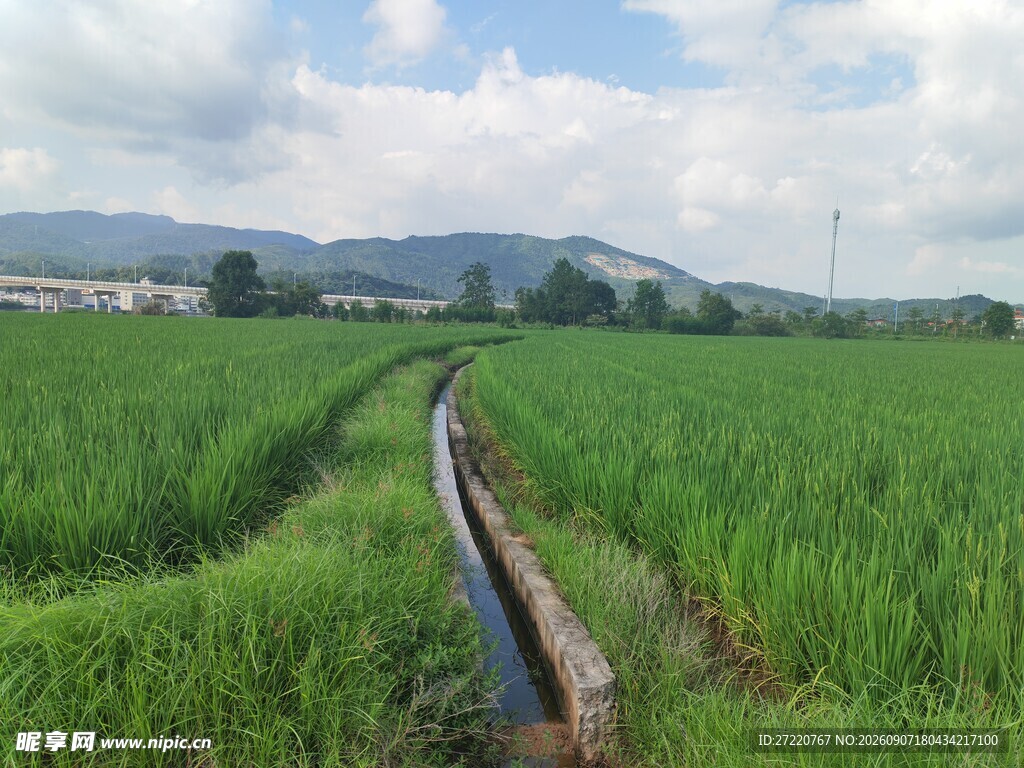 田园水渠边的翠绿田野