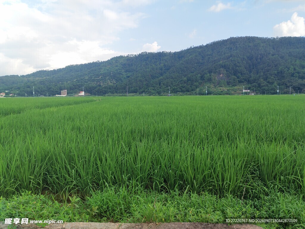 翠绿稻田与远山美景