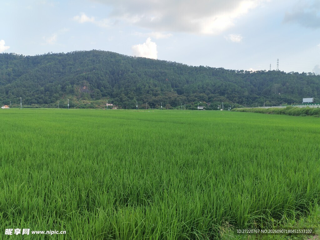 绿色田野与远山美景