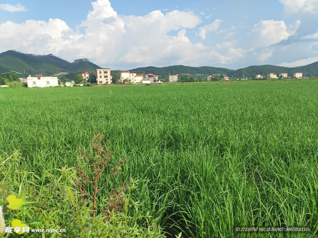广袤绿野中的乡村景致