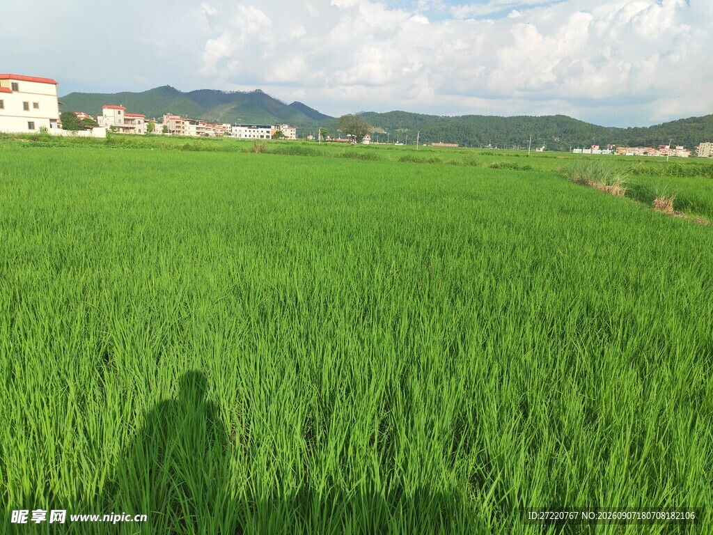 绿色稻田与远处村庄美景