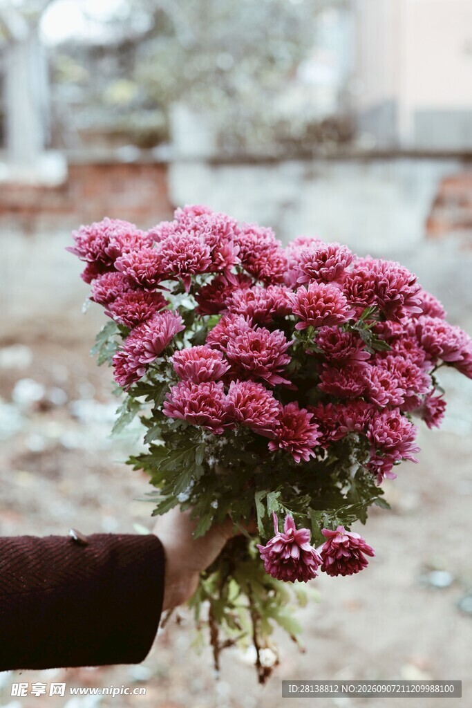 手捧娇艳紫菊