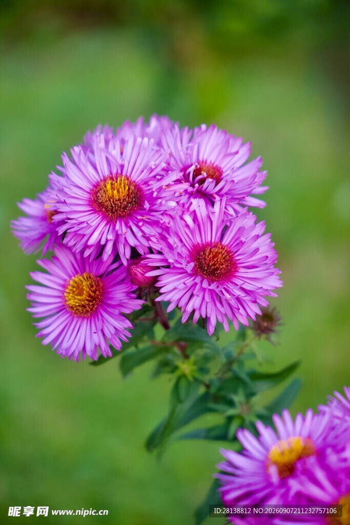 非洲小雏菊