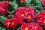 鲜艳报春花绽放