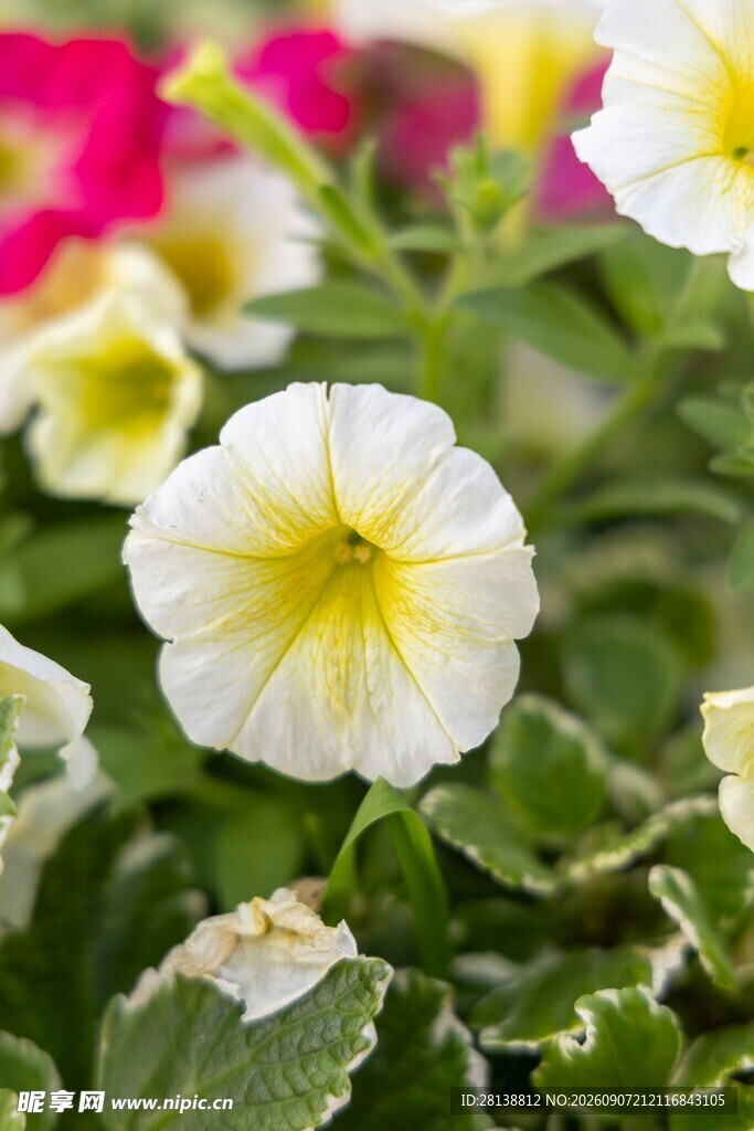 白色矮牵牛花绽放