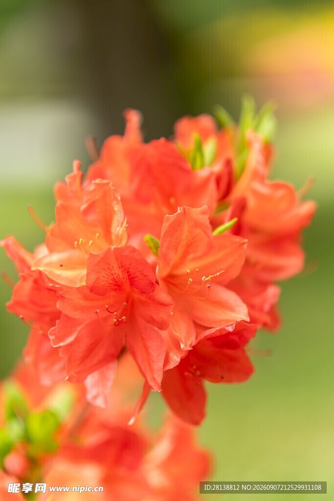 鲜艳橙红杜鹃花绽放