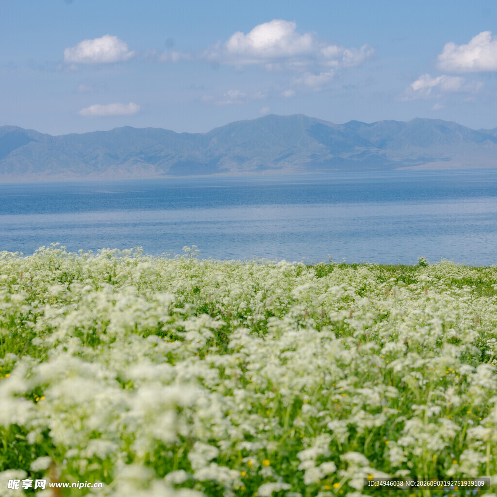 湖畔花海