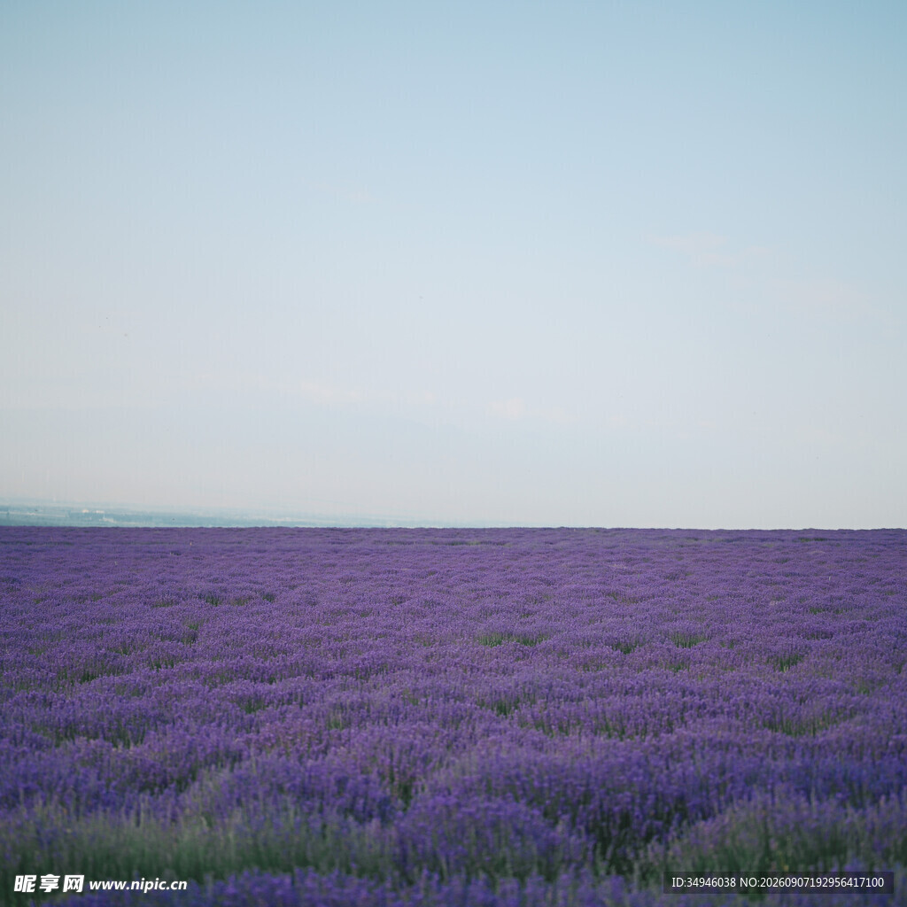 紫色薰衣草花海美景