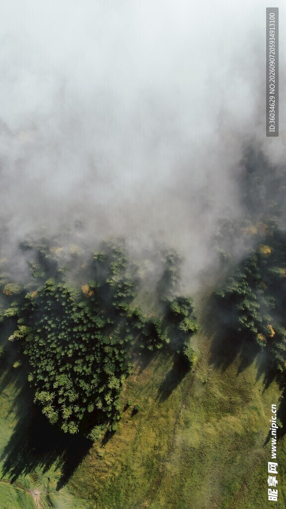 山间晨雾中的绿植景观