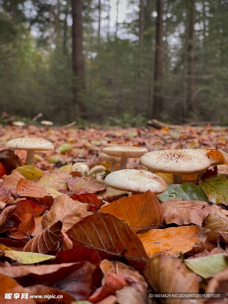 林间落叶中的蘑菇景观