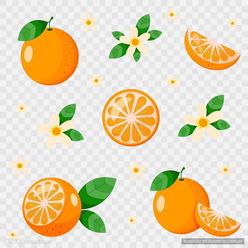 橙子插画素材