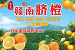 赣南脐橙