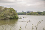 湿地公园 湖水  