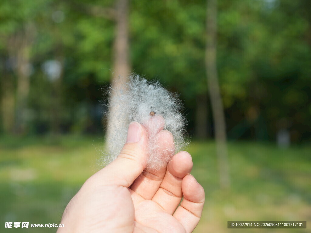 蒲公英