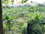 香蕉树