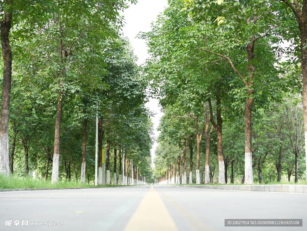 公路 香樟树 林荫道 行道树