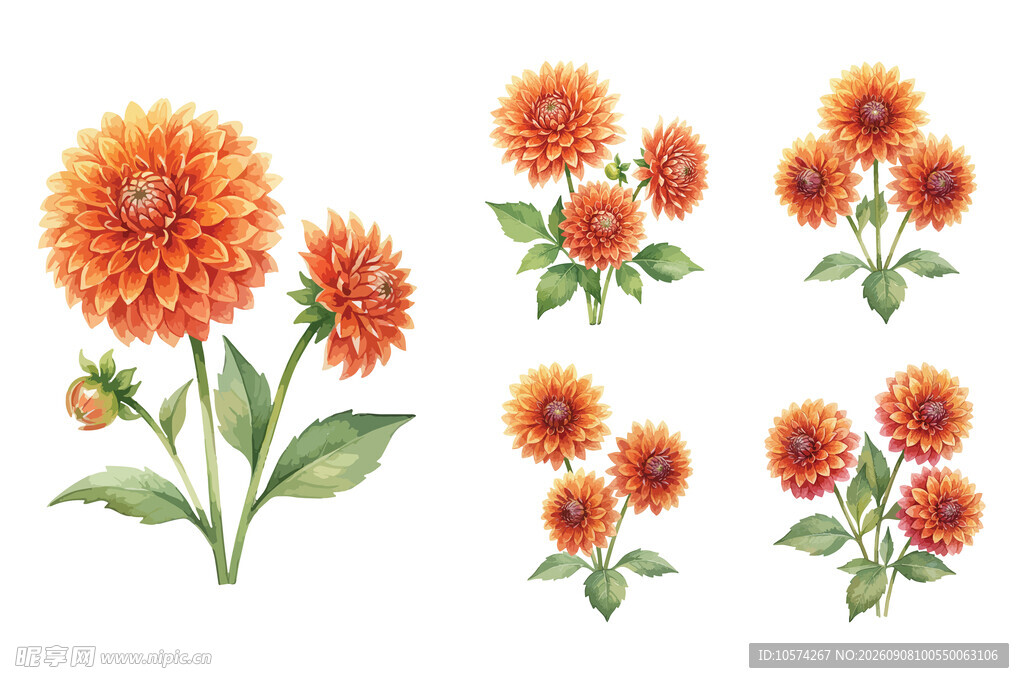 橙色大丽花花卉插画