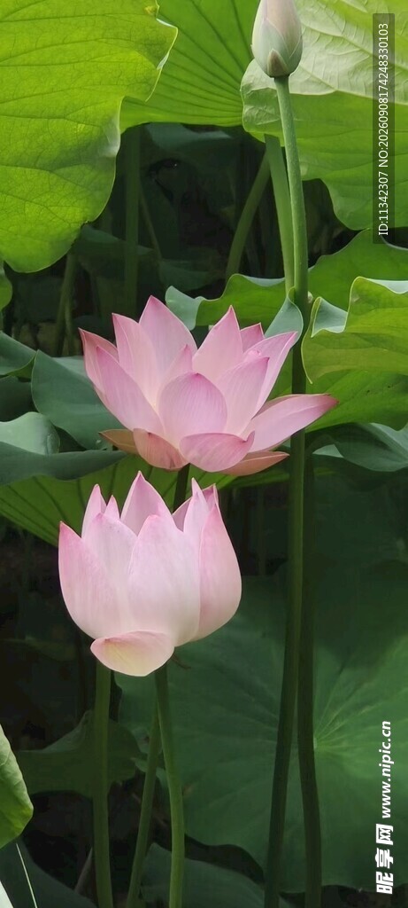 粉色荷花绽放于绿叶间