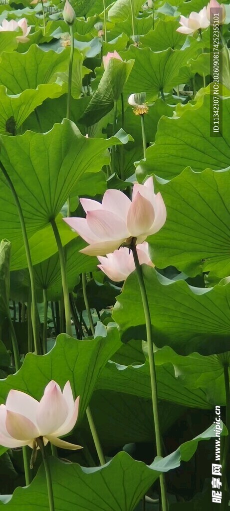 夏日荷塘中的粉嫩荷花