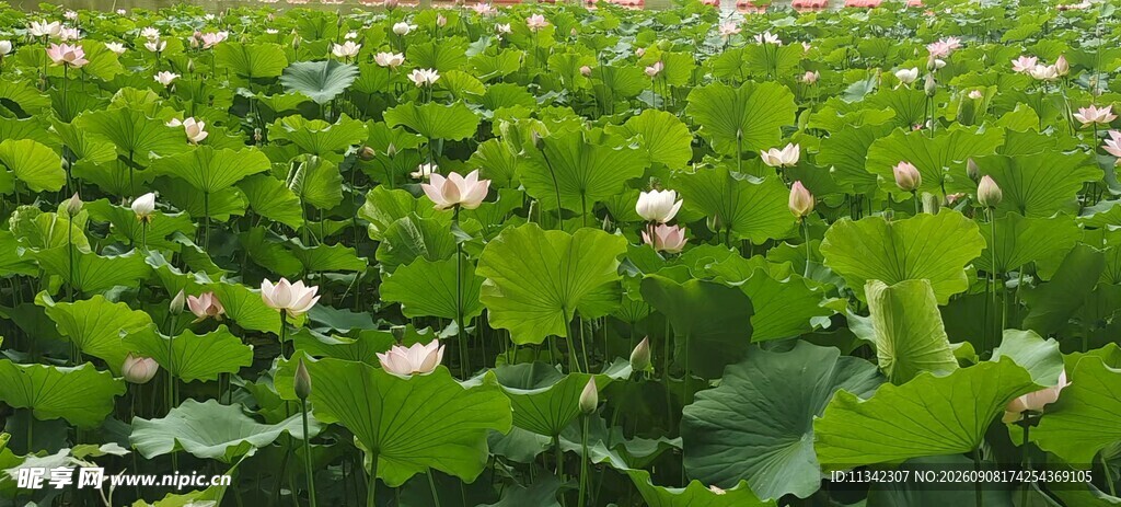 夏日荷塘绿意盎然