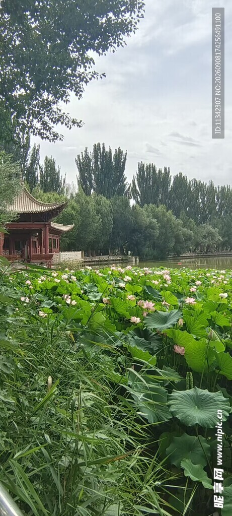 荷塘边的中式凉亭美景